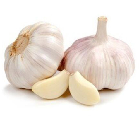 GARLIC