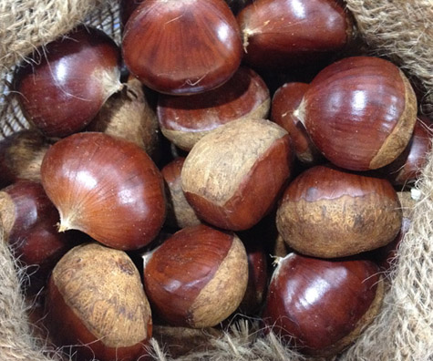 CHESTNUT